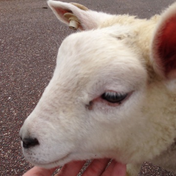 六甲山牧場の子羊